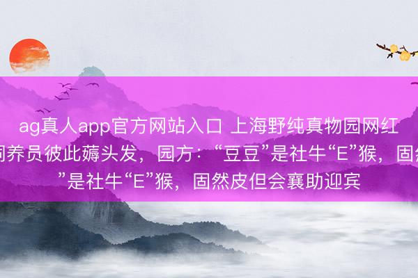 ag真人app官方网站入口 上海野纯真物园网红蜘蛛猴“豆豆”与饲养员彼此薅头发，园方：“豆豆”是社牛“E”猴，固然皮但会襄助迎宾